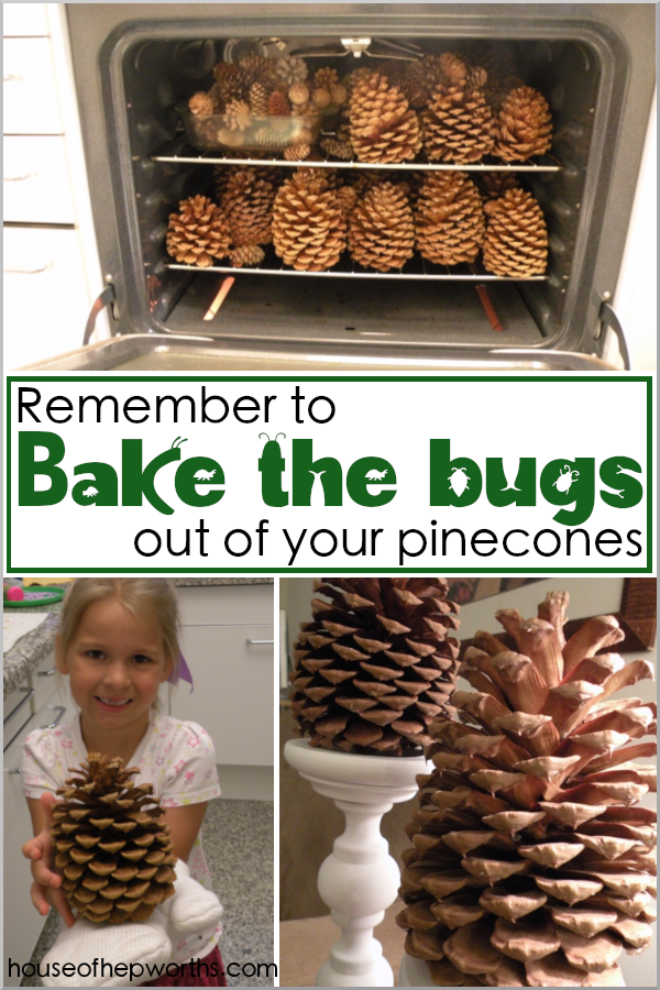 Bake the bugs out of your pinecones! - House of Hepworths